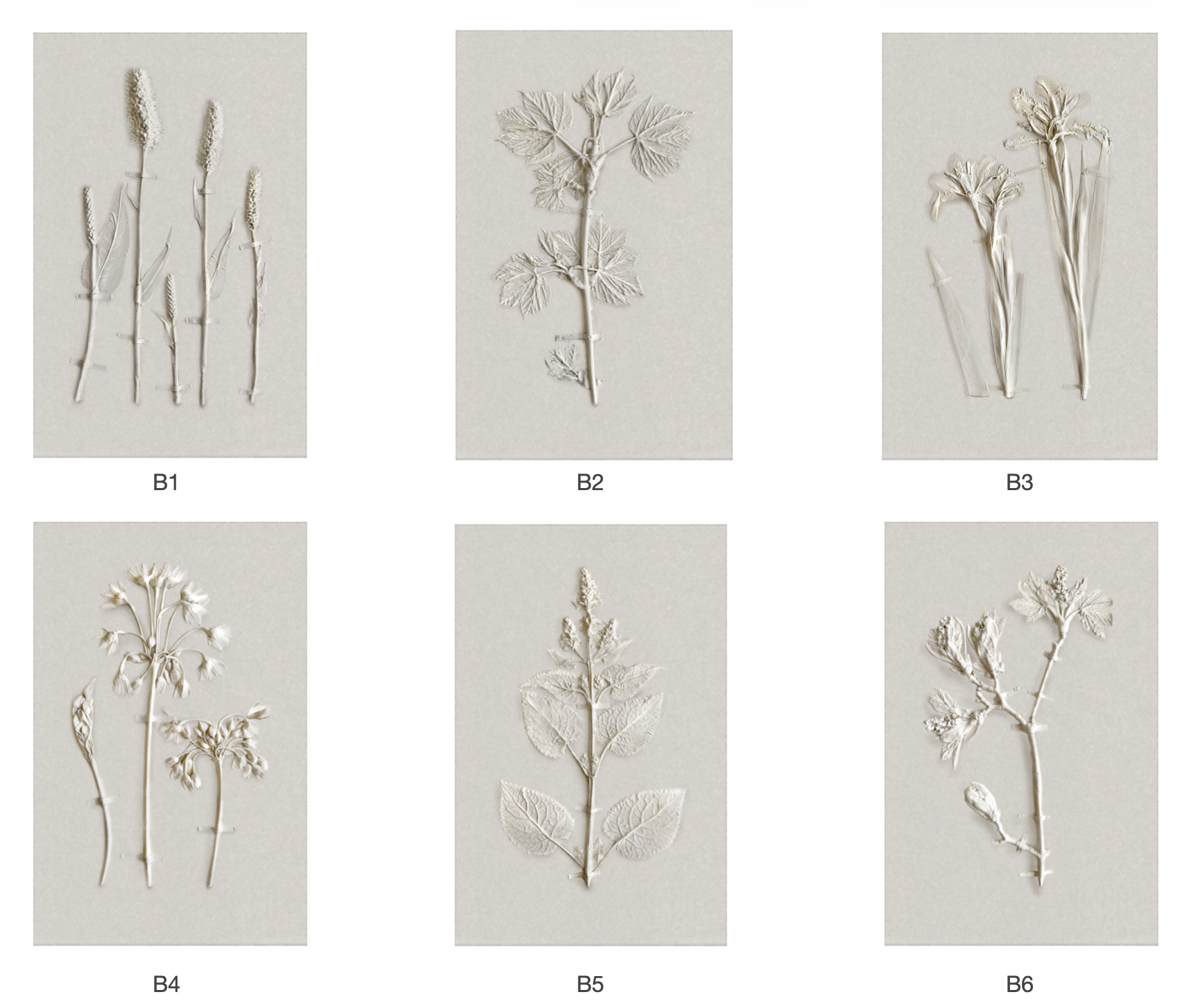 Botanical Prints