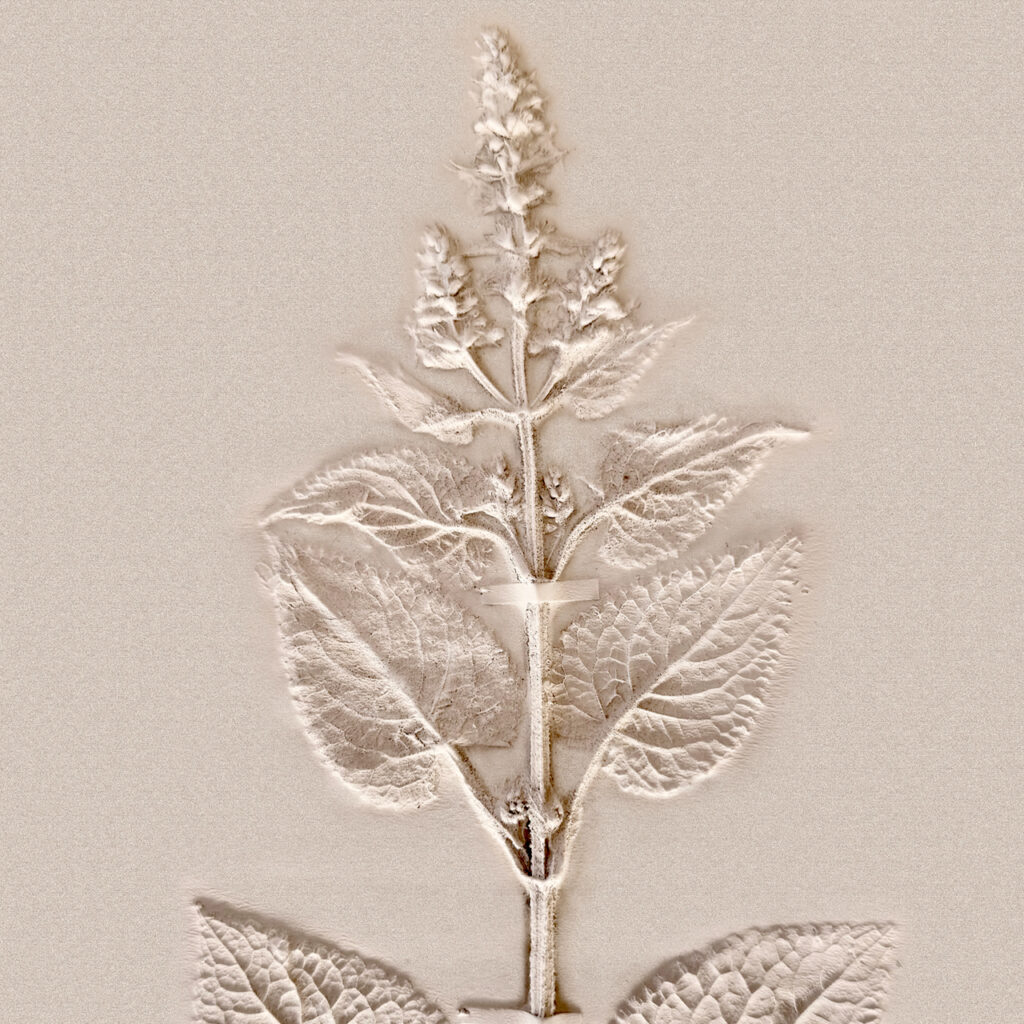 Botanical